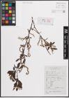 Foto von Salix dunnii C. K. Schneid.